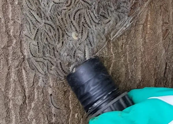 Processierups stofzuiger huren Rentimo 230 Volt rupsen